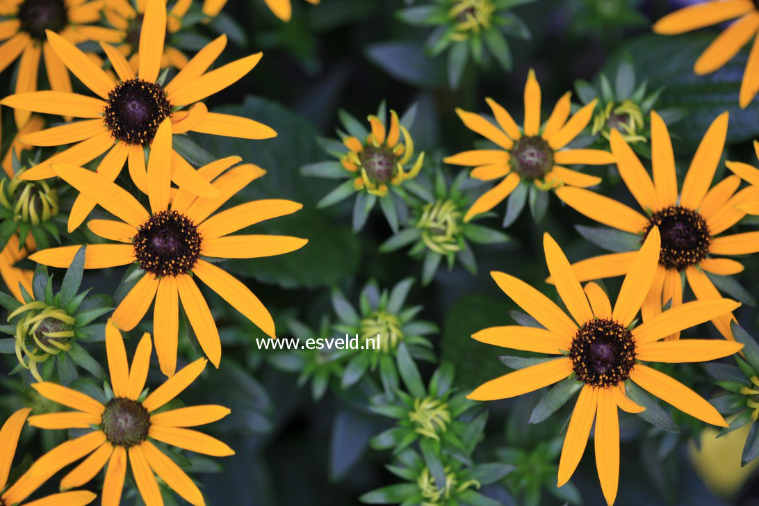 Rudbeckia fulgida 'Little Goldstar'