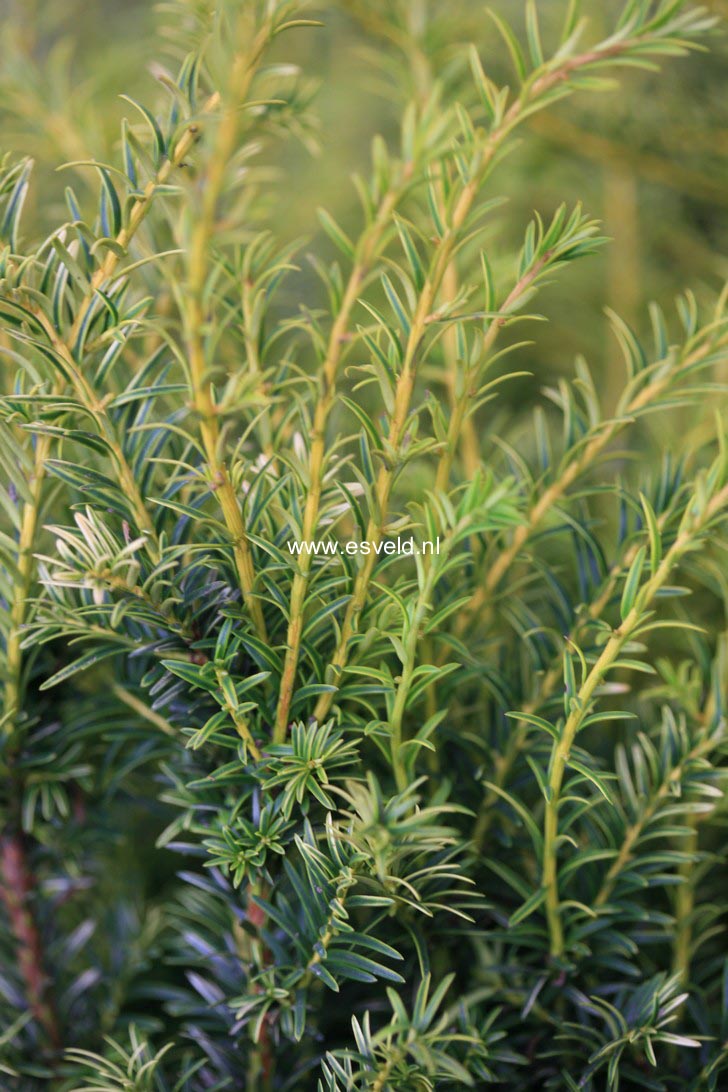 Taxus baccata 'Golden Carol'