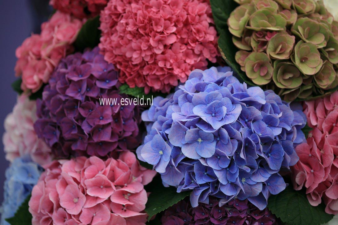 Hydrangea macrophylla