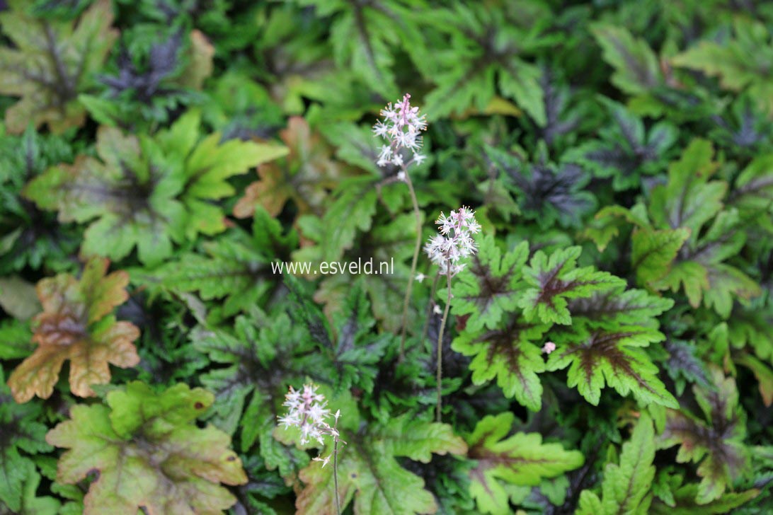 Heucherella 'Kimono'