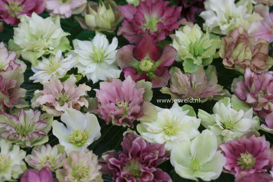 Helleborus orientalis