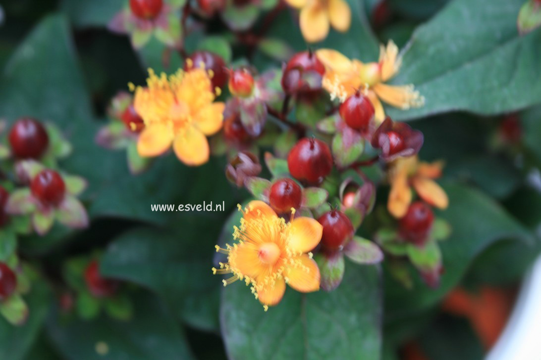 Hypericum inodorum 'Kolmuni' (MAGICAL UNIVERSE)