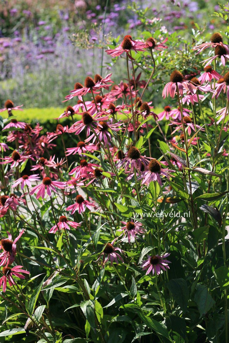 Echinacea purpurea 'Magnus'