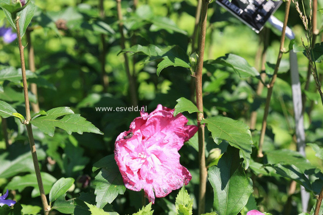 Hibiscus syriacus 'Sanchonyo' (PURPLE RUFFLES)