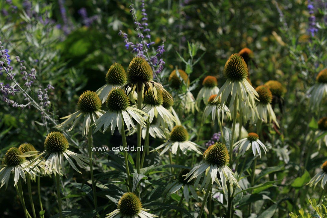 Echinacea purpurea 'White Swan'