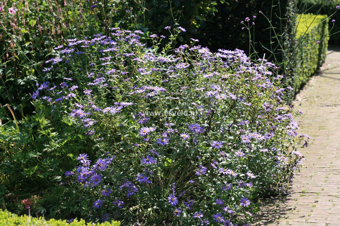 Aster frikartii 'Wunder von Stäfa'