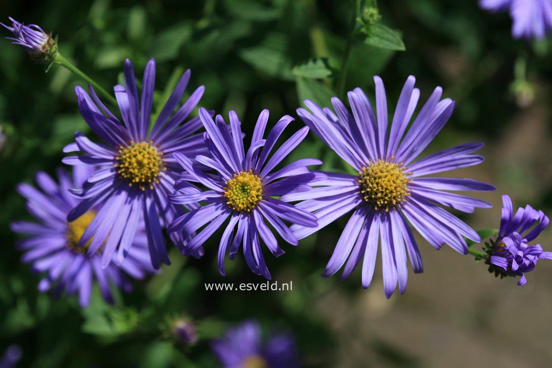 Aster frikartii 'Wunder von Stäfa'