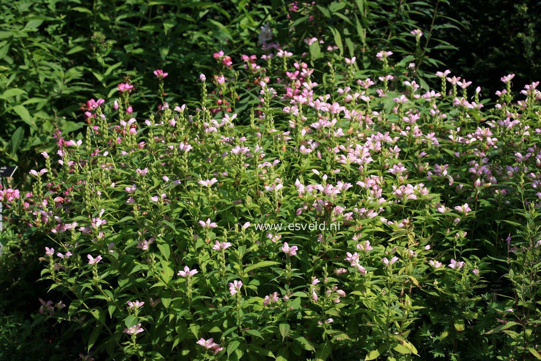 Chelone obliqua