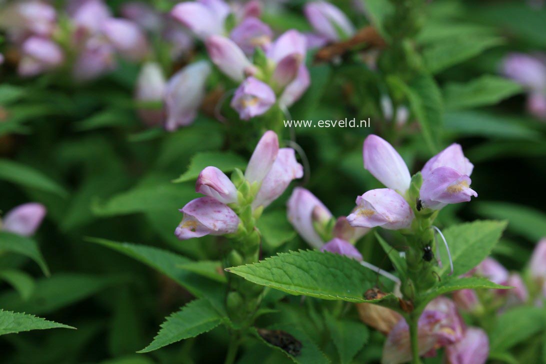 Chelone obliqua