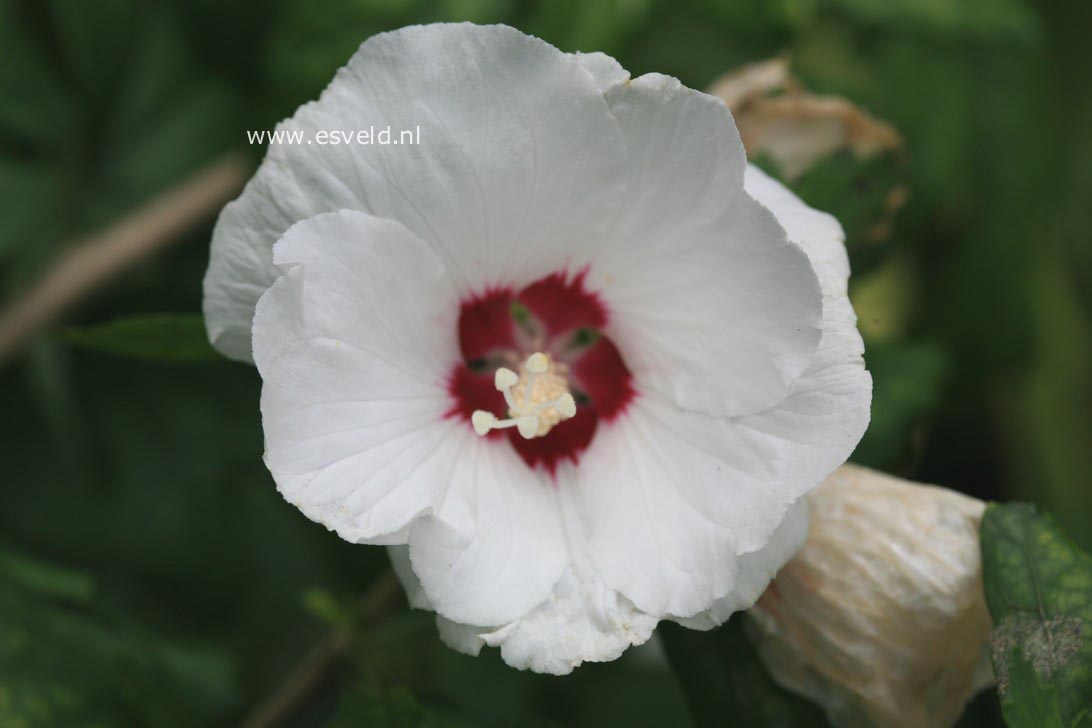 Hibiscus syriacus 'Red Heart'