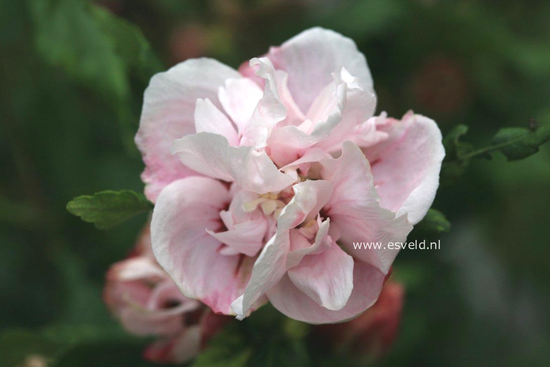 Hibiscus syriacus 'Lady Stanley'