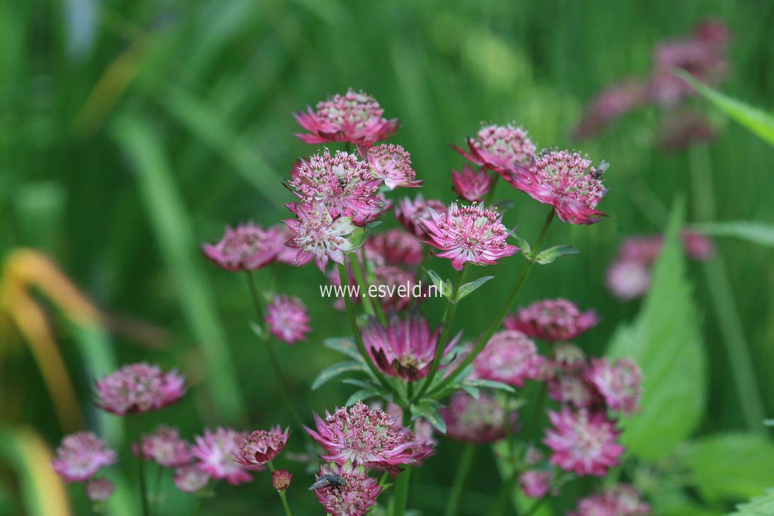 Astrantia major 'Moulin Rouge'