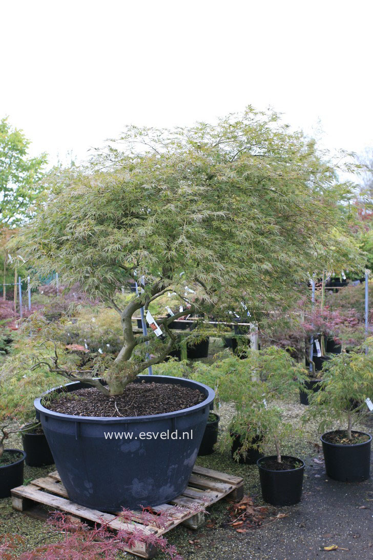 Acer palmatum 'Ornatum'