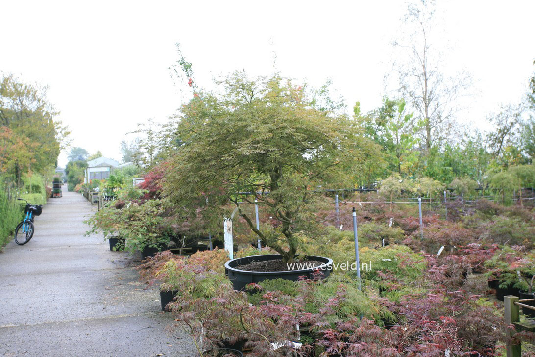 Acer palmatum 'Ornatum'