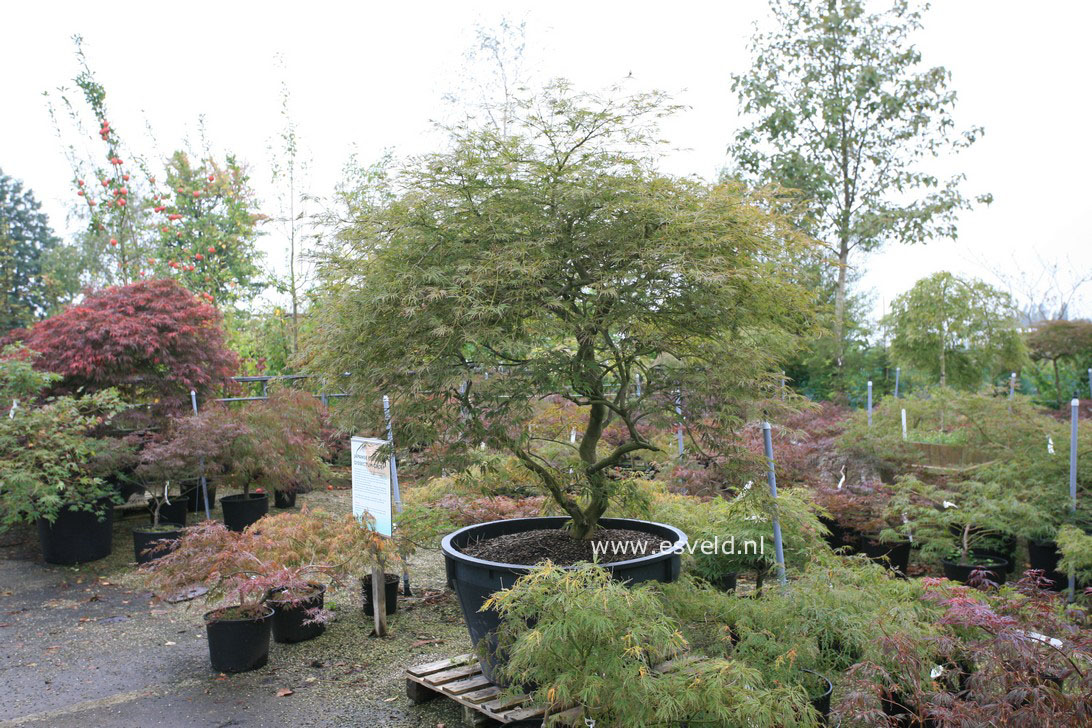 Acer palmatum 'Ornatum'