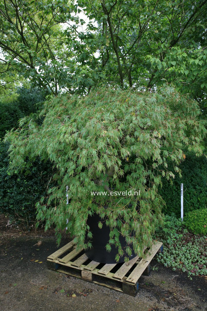 Acer palmatum 'Dissectum'