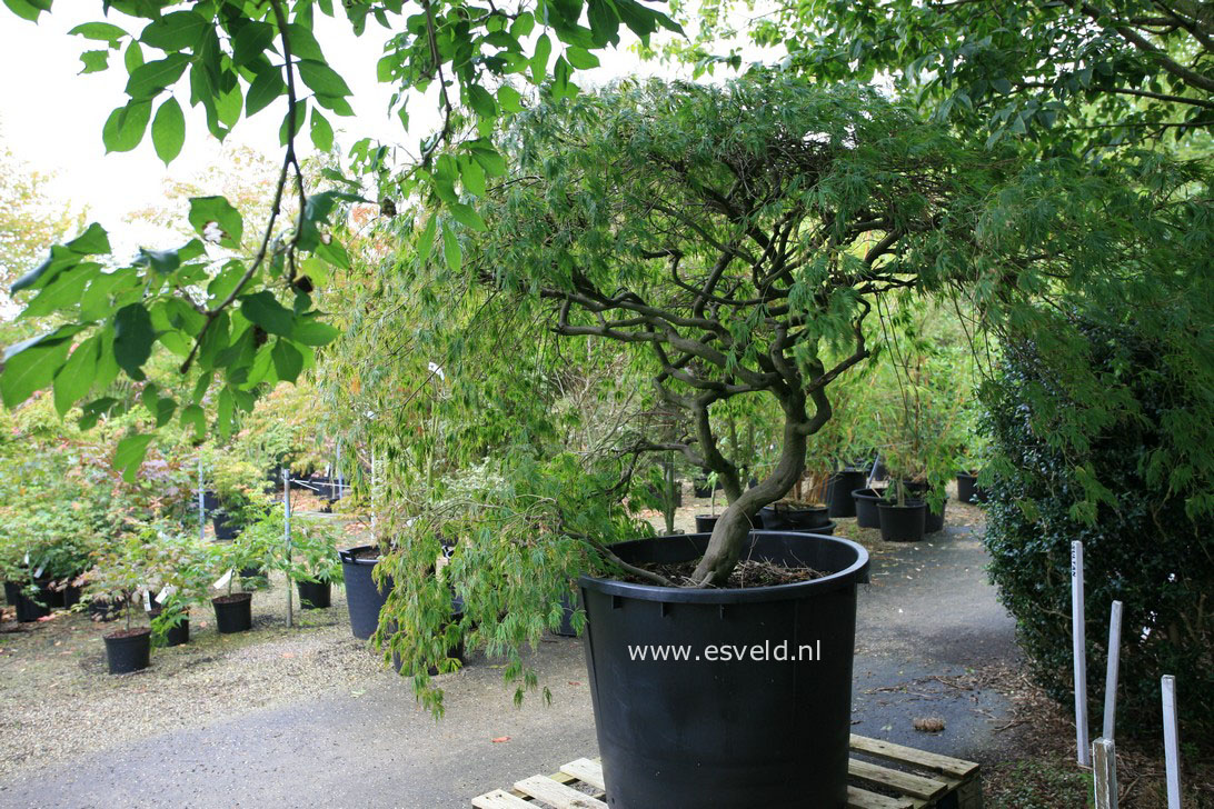 Acer palmatum 'Dissectum'