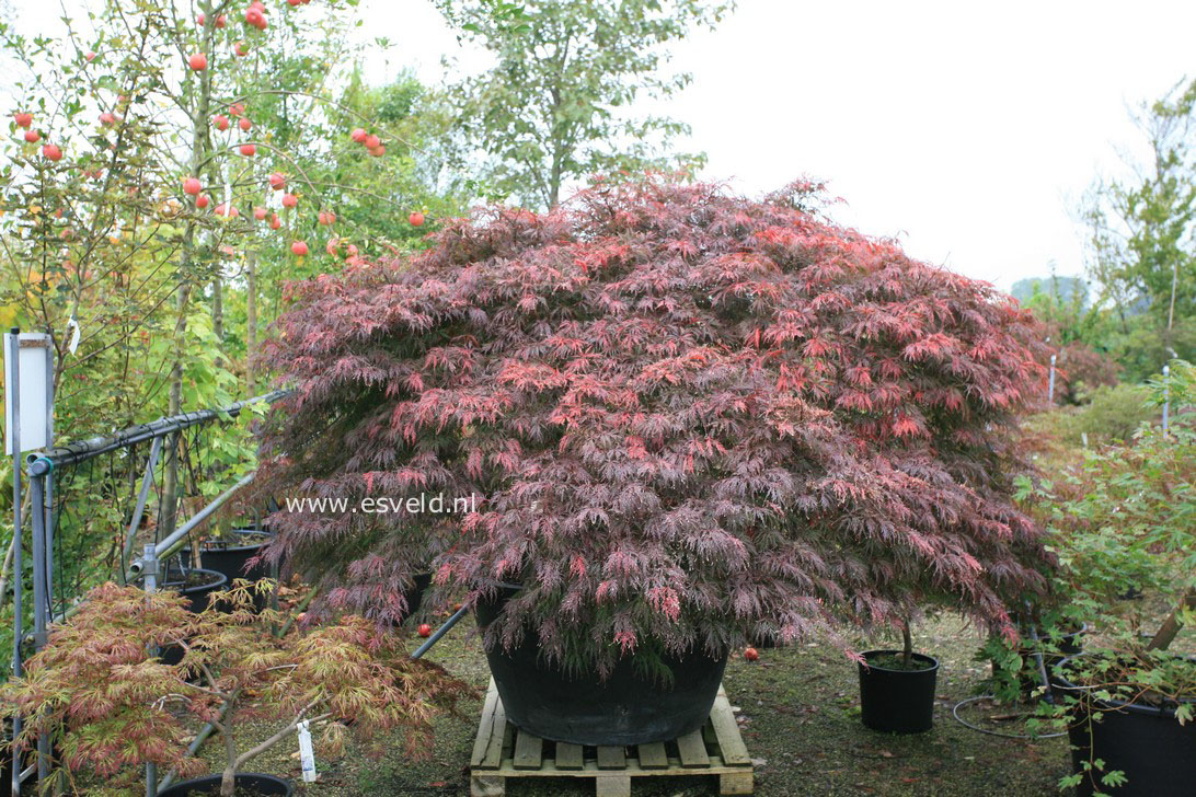 Acer palmatum 'Garnet'