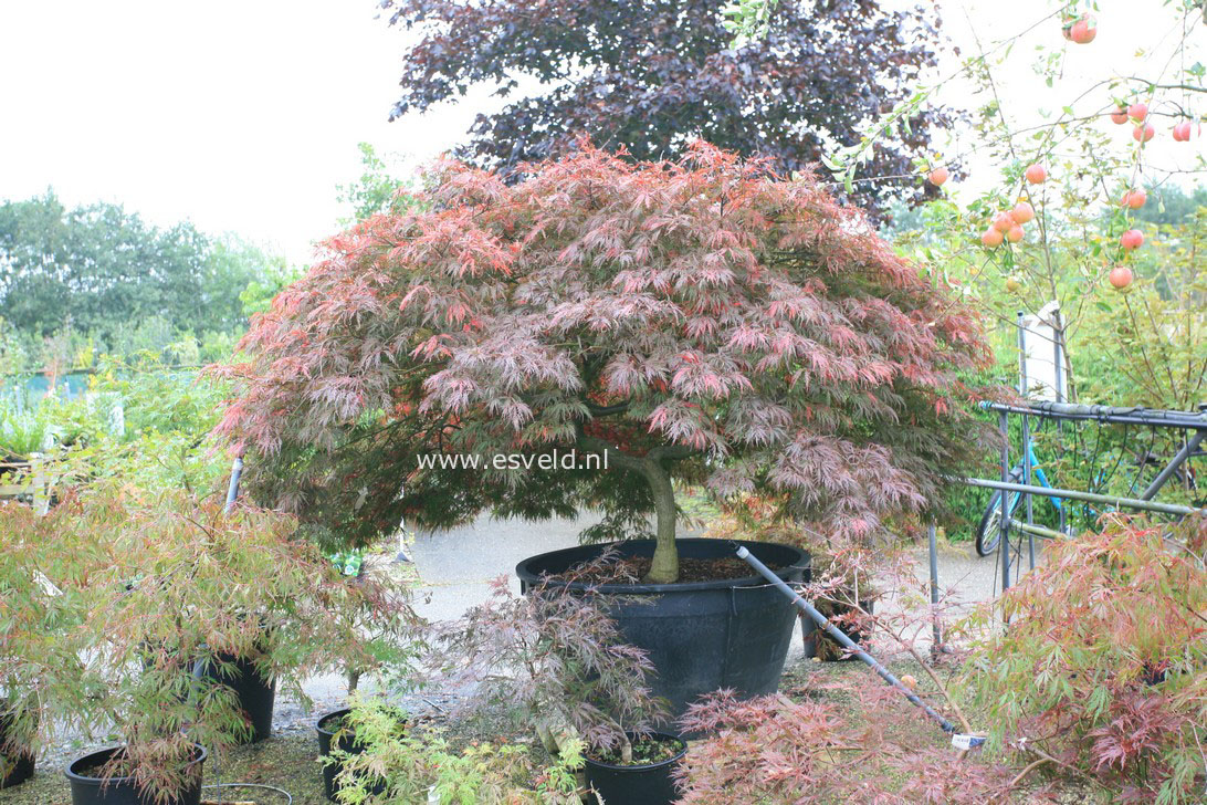 Acer palmatum 'Garnet'