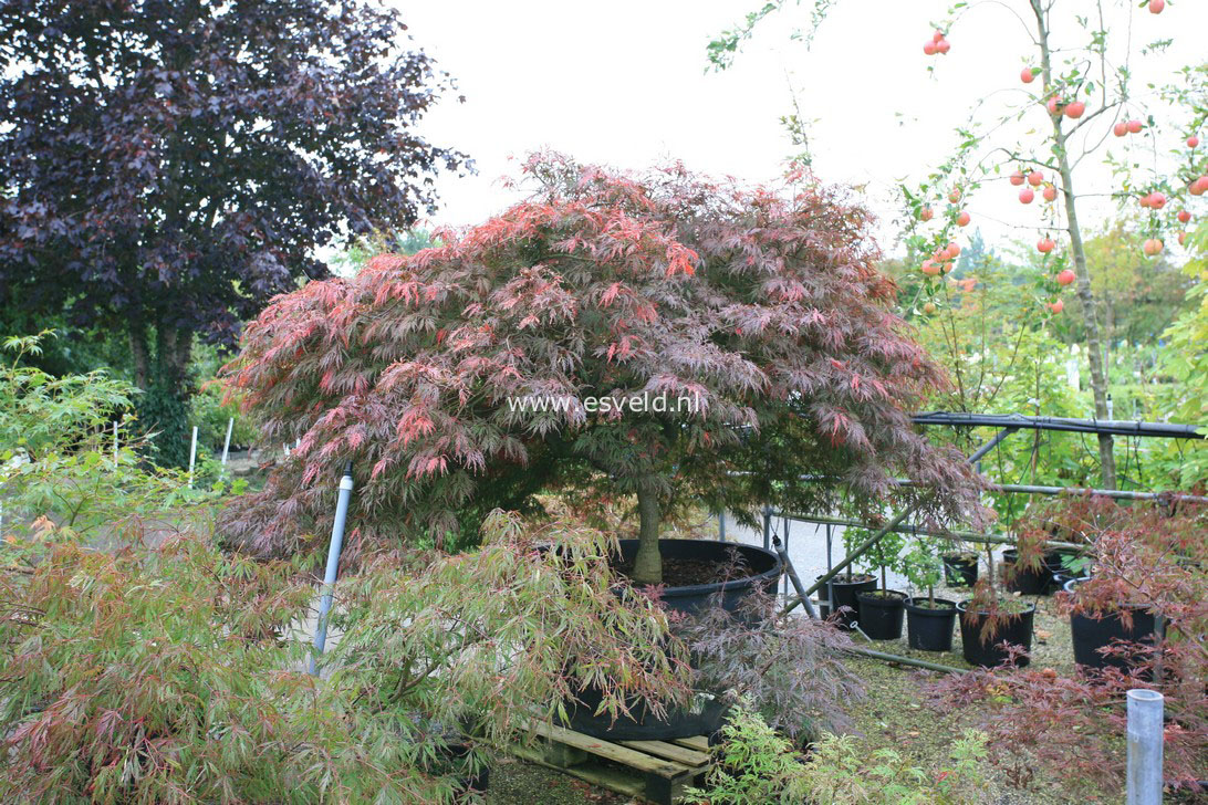 Acer palmatum 'Garnet'