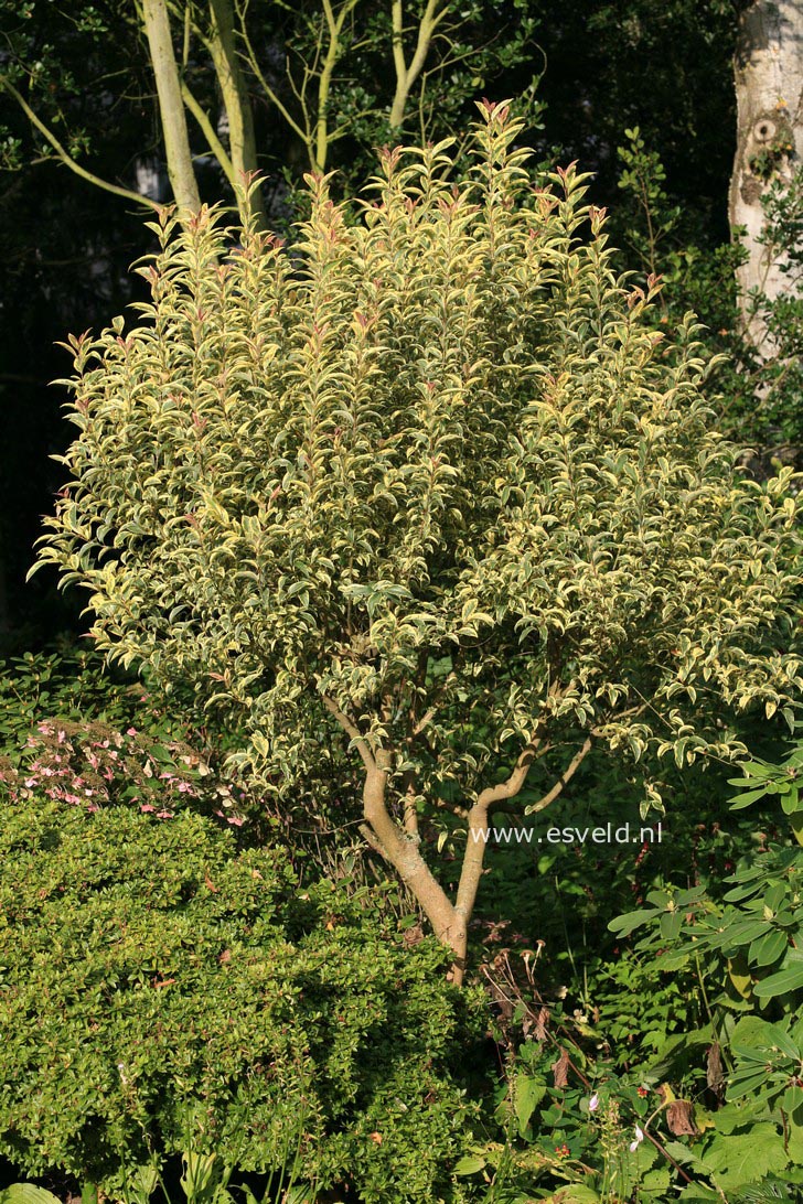 Ligustrum lucidum 'Tricolor'