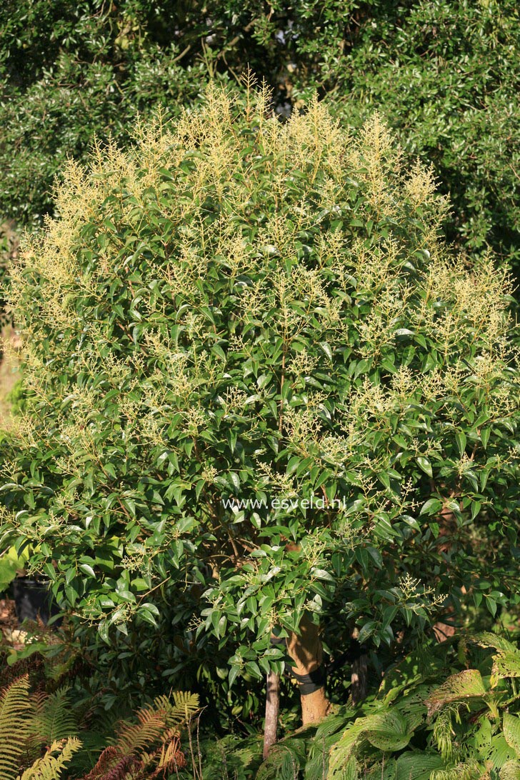 Ligustrum japonicum