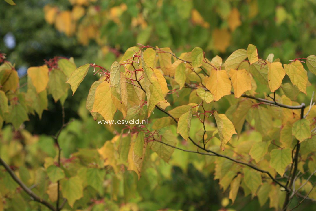 Alangium platanifolium