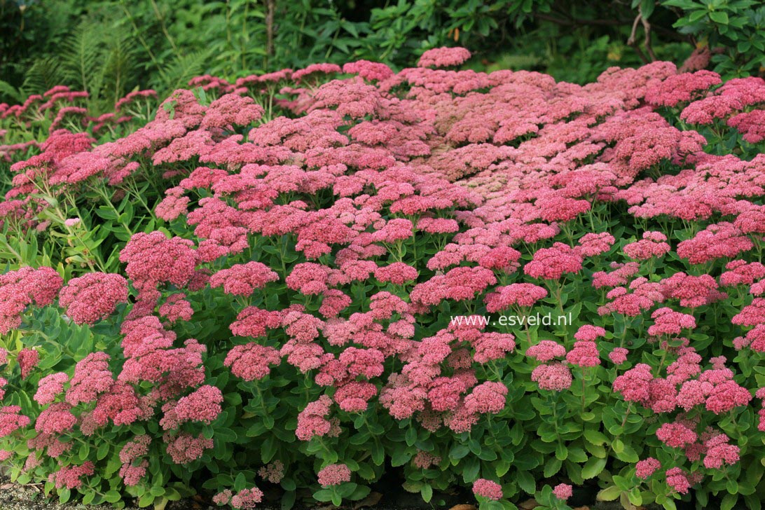 Sedum 'Herbstfreude'