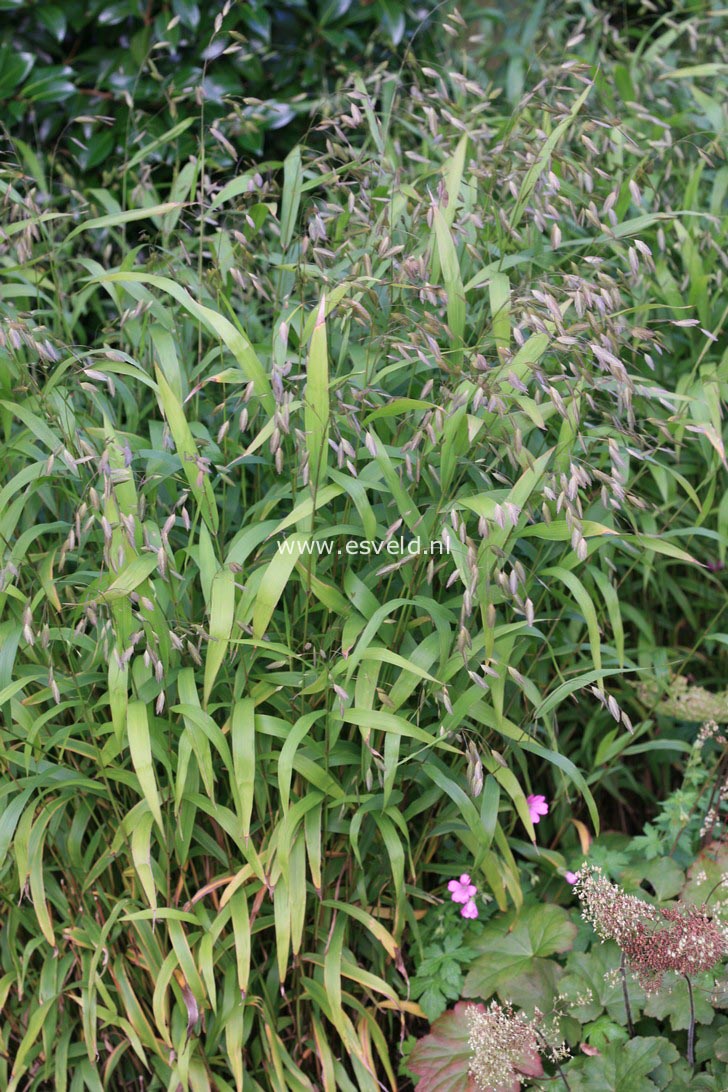 Chasmanthium latifolium