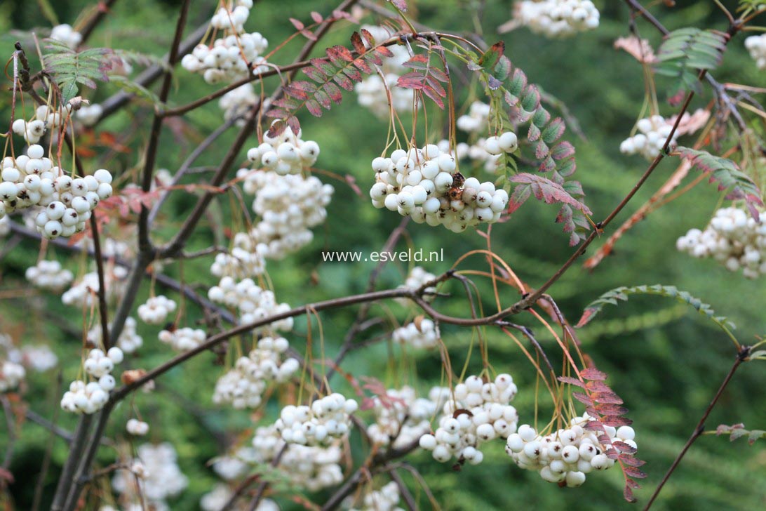 Sorbus frutescens