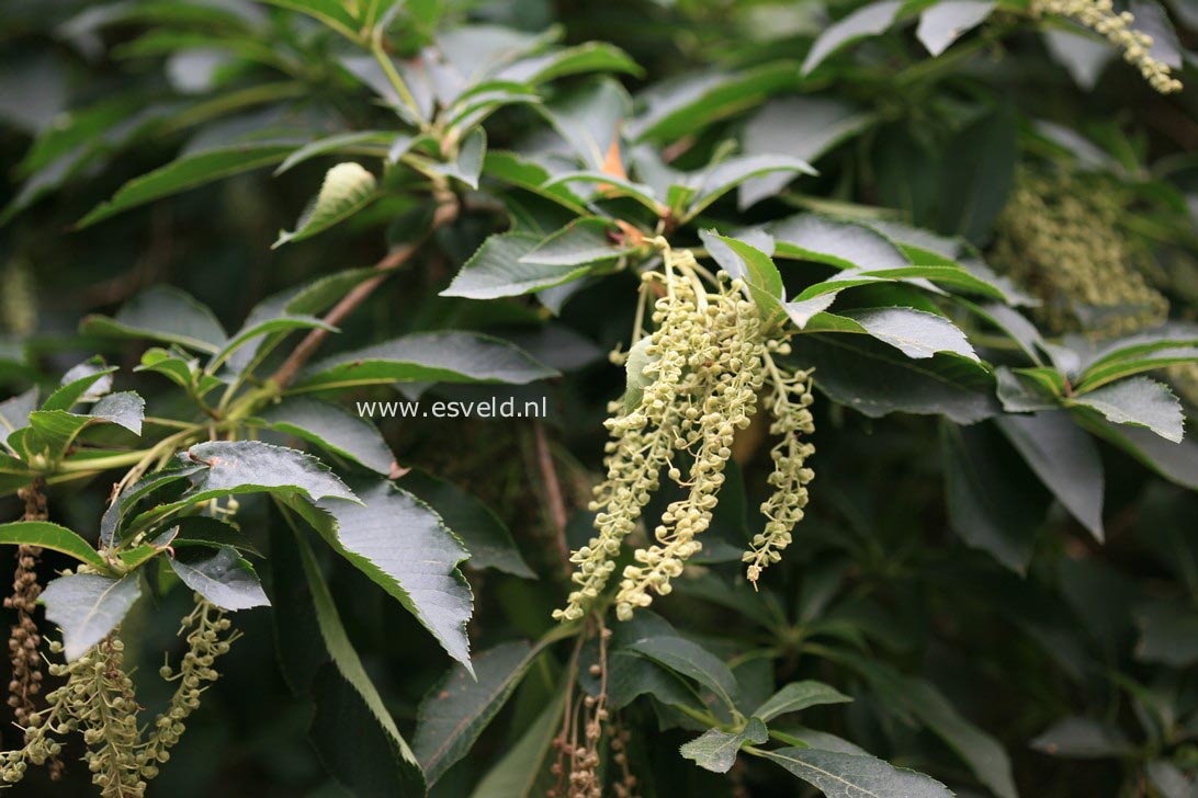 Clethra barbinervis