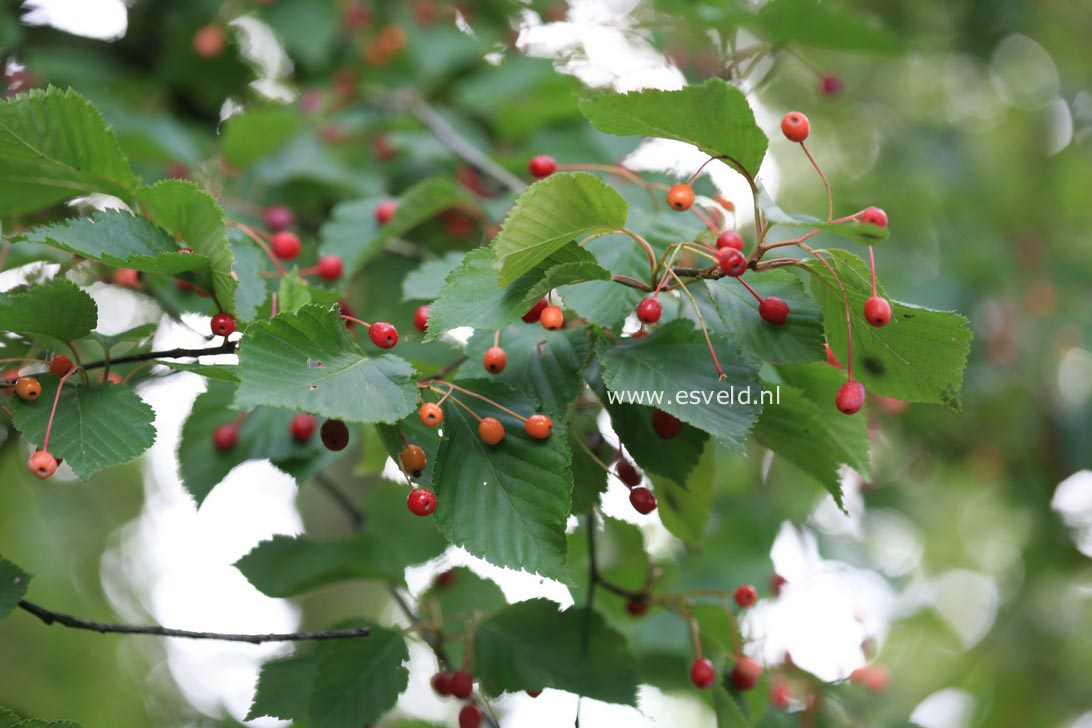 Sorbus alnifolia