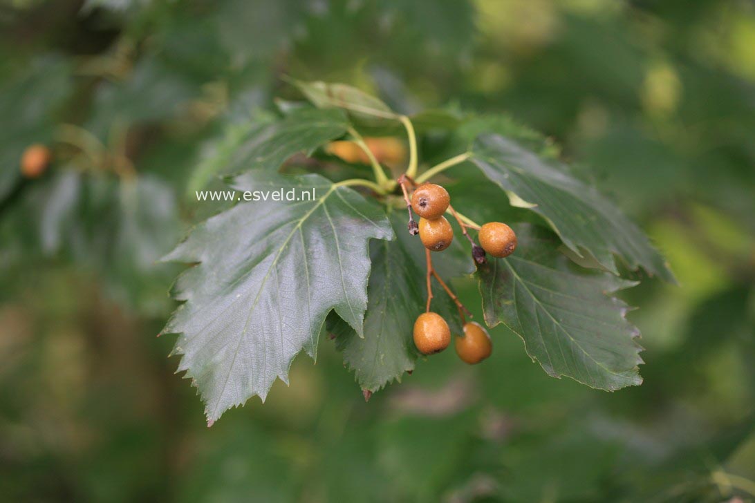 Sorbus degenii