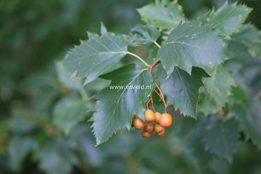 Sorbus degenii