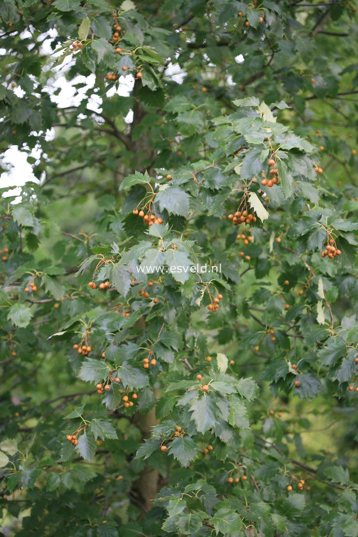 Sorbus degenii