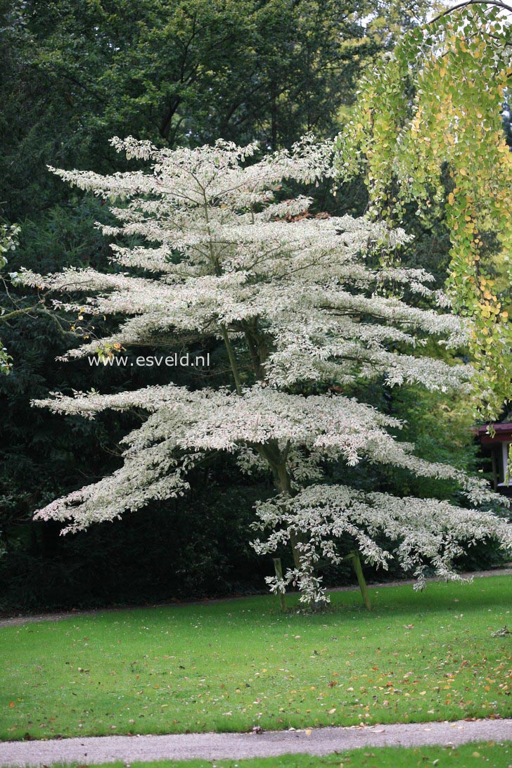 Cornus controversa 'Variegata'