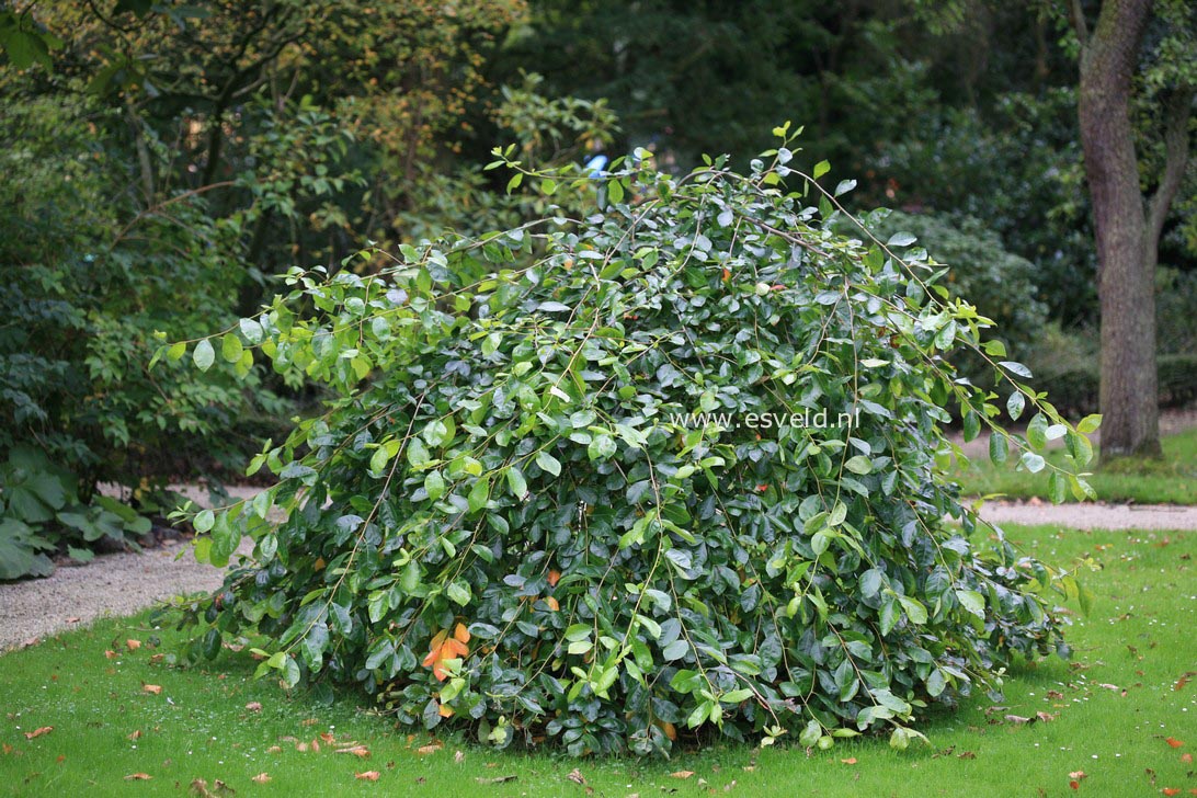 Nyssa sylvatica 'Autumn Cascades'