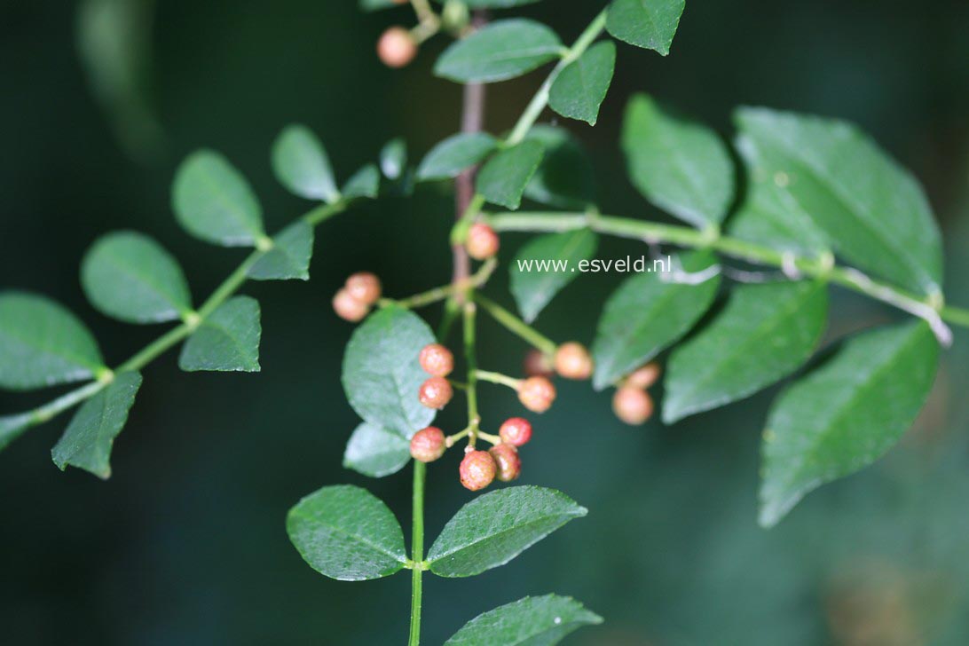 Zanthoxylum americanum