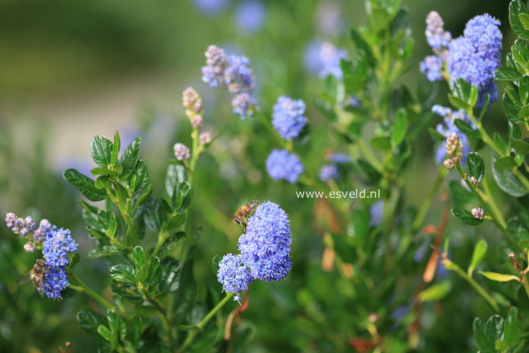 Ceanothus impressus 'Victoria'