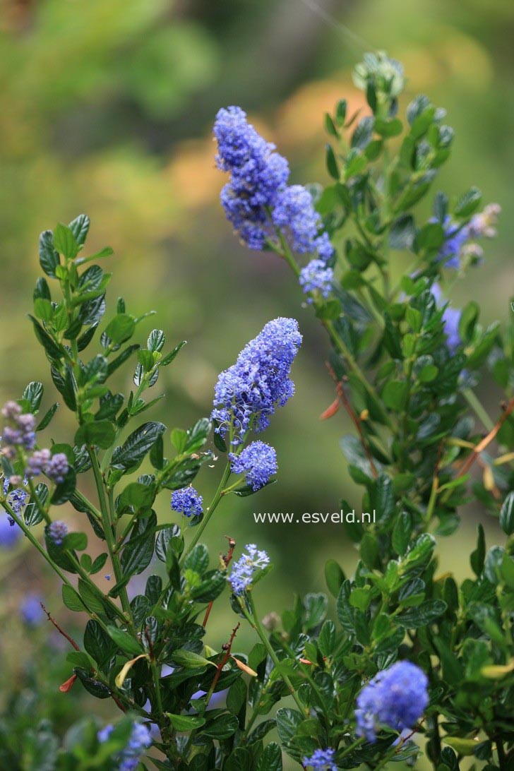 Ceanothus impressus 'Victoria'