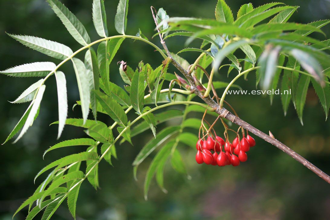 Sorbus 'Dodong'