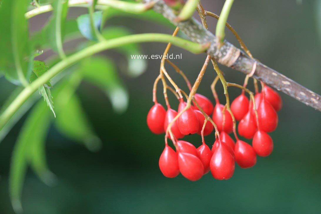Sorbus 'Dodong'