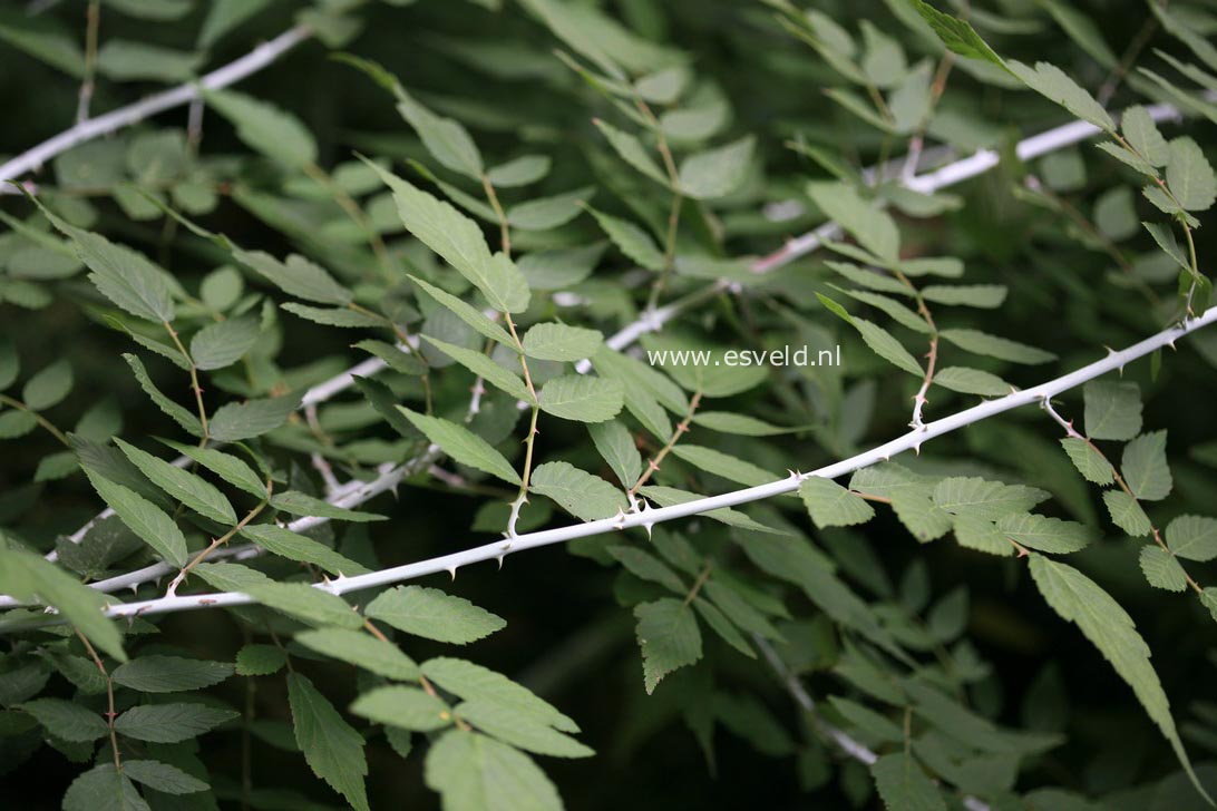 Rubus thibetanus 'Silver Fern'