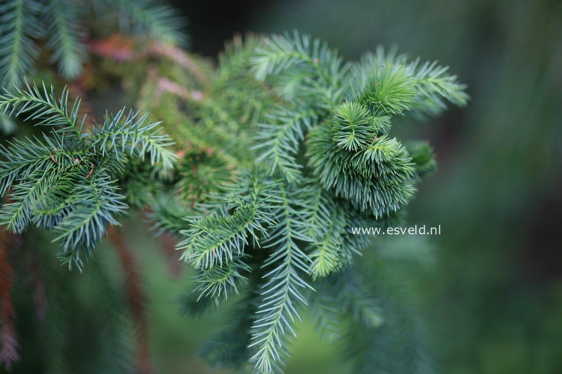 Cryptomeria japonica 'Kilmacurragh'