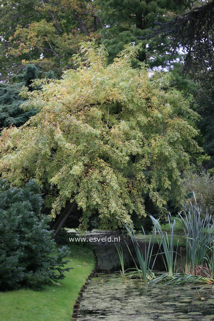 Fraxinus excelsior 'Aurea Pendula'