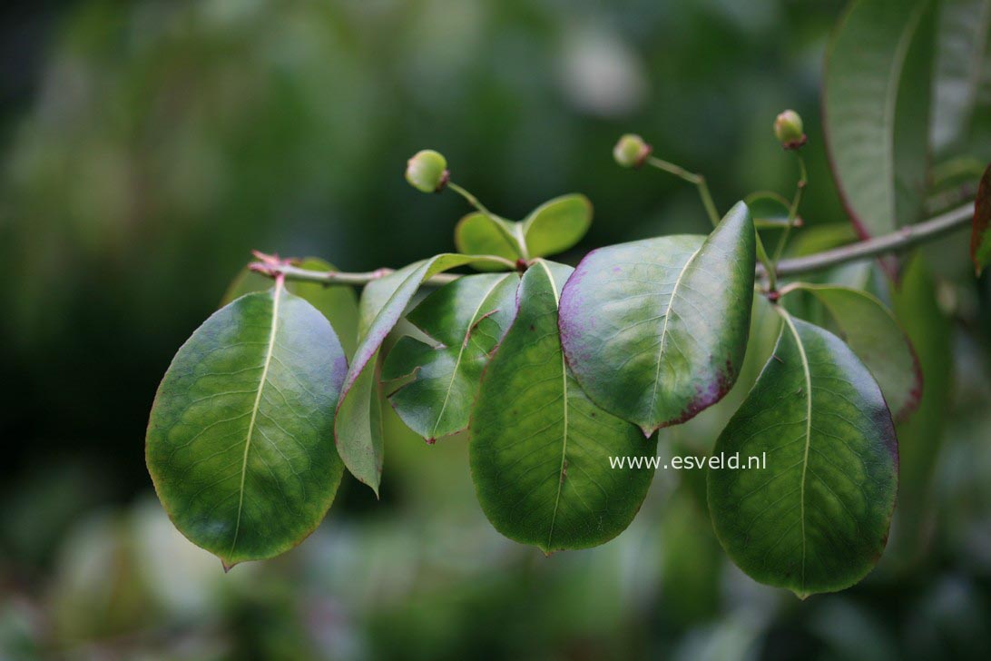 Euonymus carnosus 'Trompenburg Lustre'
