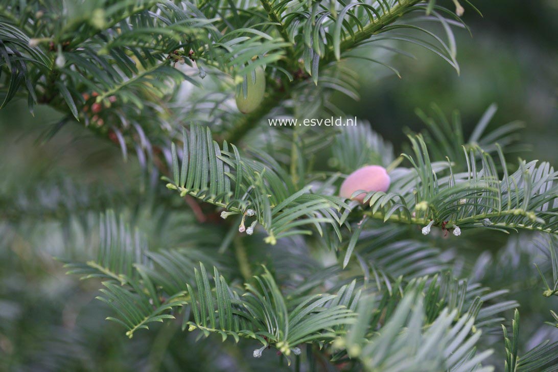 Cephalotaxus harringtonii 'Gimborn's Pillow'