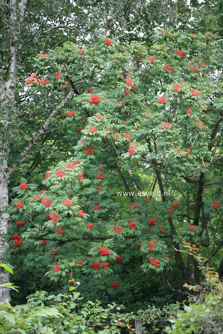 Sorbus sargentiana