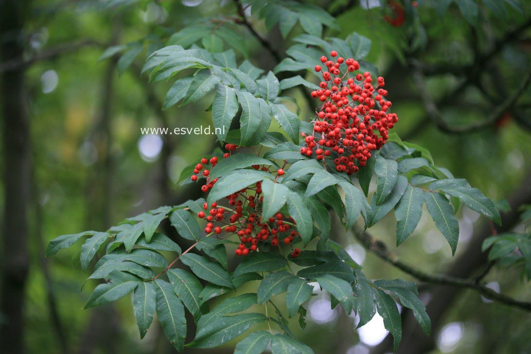 Sorbus sargentiana