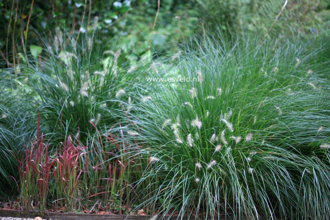 Pennisetum alopecuroides